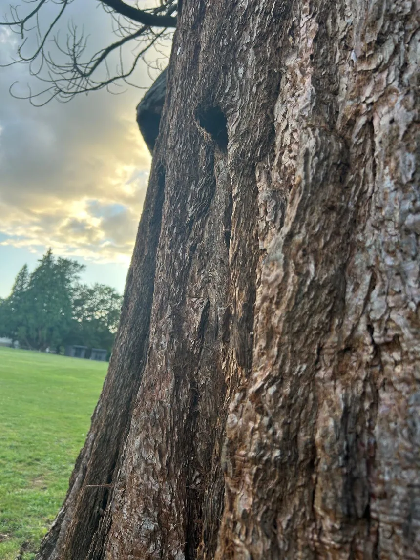 A towering redwood (secoya) tree reaching into the sky, rooted in green grass at dusk